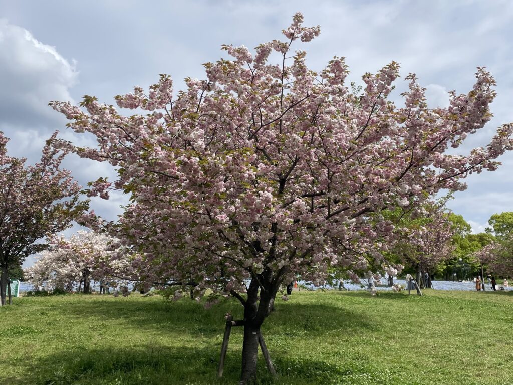 養生の雫：春の養生に使う満開の八重桜