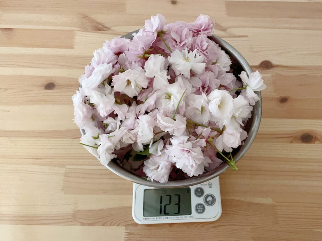 桜の塩漬け作り：摘みたての桜の花の重さを計る様子